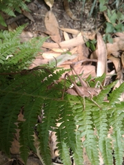 Antaxius spinibrachius