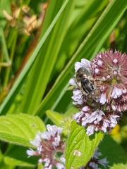 Eristalinus sepulchralis
