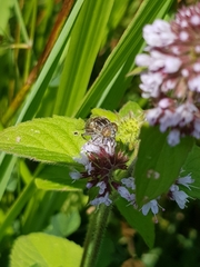 Eristalinus sepulchralis