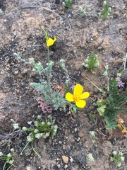 Eschscholzia ramosa