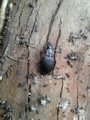 Licinus