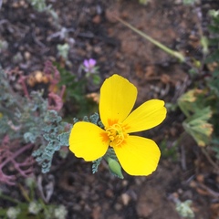 Eschscholzia ramosa