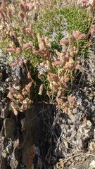 Silene turgida
