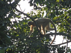 Trachypithecus geei