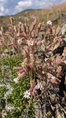Silene turgida