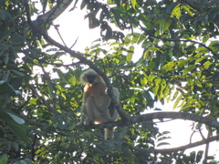 Trachypithecus geei