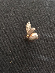 Serica atracapilla