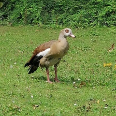 Alopochen aegyptiaca