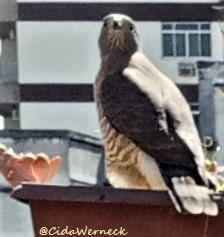 Rupornis magnirostris