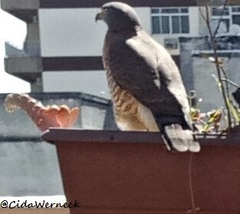 Rupornis magnirostris