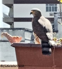 Rupornis magnirostris