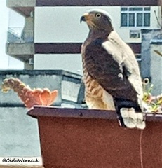 Rupornis magnirostris