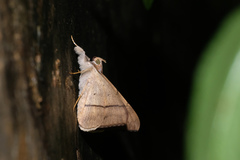 Oxyodes scrobiculata