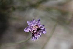 Divales bipustulatus