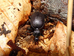 Cychrus attenuatus