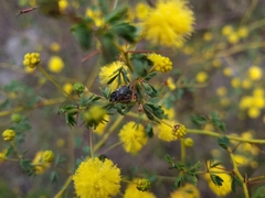 Catasarcus spinipennis