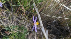 Galatella angustissima