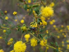 Catasarcus spinipennis