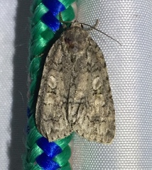 Acronicta modica