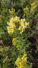 Linaria acutiloba