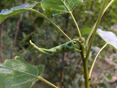 Thecabius lysimachiae