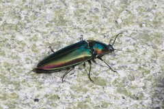 Campsosternus auratus