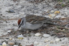 Spizella passerina passerina