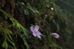 Melastoma dodecandrum