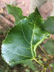 Thecabius lysimachiae