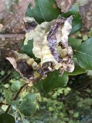 Thecabius lysimachiae