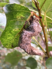 Thecabius lysimachiae