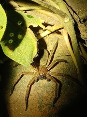 Heteropoda martinae