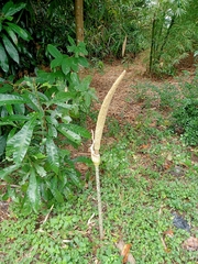 Amorphophallus variabilis