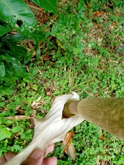 Amorphophallus variabilis