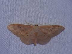 Idaea rubraria