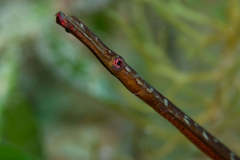 Stigmatopora narinosa