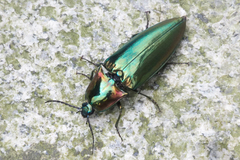 Campsosternus auratus