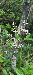 Clematis meyeniana