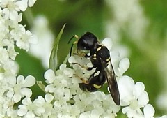 Ectemnius stirpicola