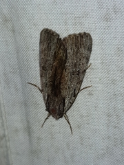 Catocala gracilis
