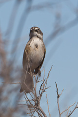 Artemisiospiza nevadensis