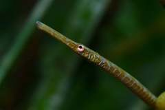 Stigmatopora narinosa