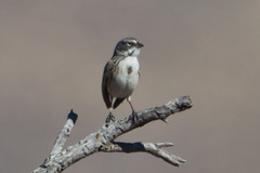 Artemisiospiza nevadensis