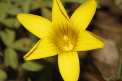 Romulea flava