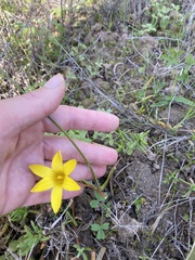 Romulea flava