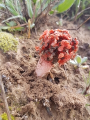 Lysurus corallocephalus