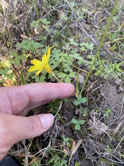Romulea flava