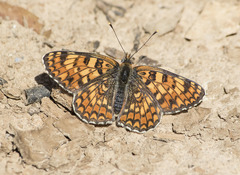 Melitaea pseudornata