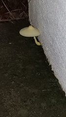 Leucocoprinus birnbaumii image