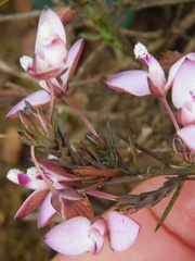Polygala umbellata
